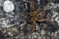 La Lycose tarentuline ou Tarentule radie ou Fausse tarentule ou encore Hogna raye. Une femelle et sa progniture (Araneae - Lycosidae - Hogna radiata)